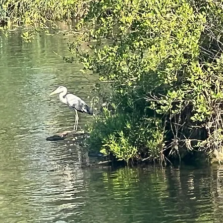 Beautiful River View *
